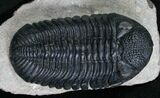 Gorgeous Phacops Trilobite - Rare Type #8144-1